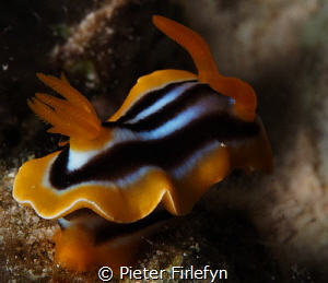 Chromodoris quadricolor by Pieter Firlefyn 